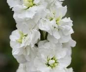 White Matthiola Incana Flower Seeds for Planting – Pollinator Friendly, Heirloom, Non-GMO & Organic Garden Seeds