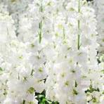 White Matthiola Incana Flower Seeds for Planting – Pollinator Friendly, Heirloom, Non-GMO & Organic Garden Seeds