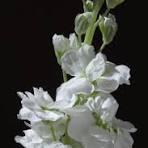 White Matthiola Incana Flower Seeds for Planting – Pollinator Friendly, Heirloom, Non-GMO & Organic Garden Seeds