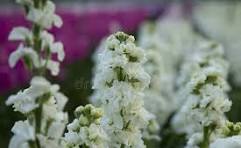 White Matthiola Incana Flower Seeds for Planting – Pollinator Friendly, Heirloom, Non-GMO & Organic Garden Seeds