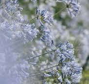 Light Blue Agapanthus Flower Seeds for Planting – Fragrant Blossoms, Heirloom, Non-GMO & Organic Garden Seeds