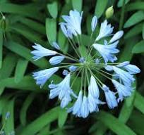 Light Blue Agapanthus Flower Seeds for Planting – Fragrant Blossoms, Heirloom, Non-GMO & Organic Garden Seeds