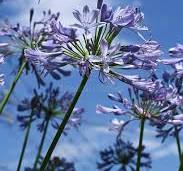 Light Blue Agapanthus Flower Seeds for Planting – Fragrant Blossoms, Heirloom, Non-GMO & Organic Garden Seeds