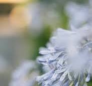 Light Blue Agapanthus Flower Seeds for Planting – Fragrant Blossoms, Heirloom, Non-GMO & Organic Garden Seeds