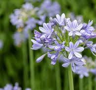 Light Blue Agapanthus Flower Seeds for Planting – Fragrant Blossoms, Heirloom, Non-GMO & Organic Garden Seeds
