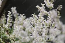 Myrrhis Flower Seeds for Planting – Drought Tolerant, Heirloom, Non-GMO & Organic Garden Seeds