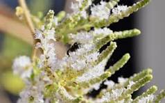 Myrrhis Flower Seeds for Planting – Drought Tolerant, Heirloom, Non-GMO & Organic Garden Seeds