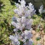 Myrrhis Flower Seeds for Planting – Drought Tolerant, Heirloom, Non-GMO & Organic Garden Seeds