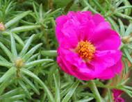 Portulacaria Flower Seeds for Planting – Colorful Display, Heirloom, Non-GMO & Organic Garden Seeds