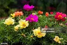 Portulacaria Flower Seeds for Planting – Colorful Display, Heirloom, Non-GMO & Organic Garden Seeds