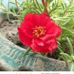 Portulacaria Flower Seeds for Planting – Colorful Display, Heirloom, Non-GMO & Organic Garden Seeds