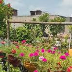 Portulacaria Flower Seeds for Planting – Colorful Display, Heirloom, Non-GMO & Organic Garden Seeds