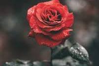 Enana Roja Flower Seeds for Planting – Low Maintenance, Heirloom, Non-GMO & Organic Garden Seeds