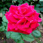 Enana Roja Flower Seeds for Planting – Low Maintenance, Heirloom, Non-GMO & Organic Garden Seeds