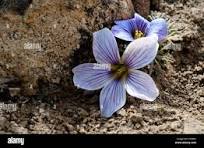 Oxalis Laciniata Flower Seeds for Planting – Premium Quality, Heirloom, Non-GMO & Organic Garden Seeds