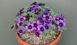 Oxalis Laciniata Flower Seeds for Planting – Premium Quality, Heirloom, Non-GMO & Organic Garden Seeds