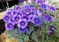 Oxalis Laciniata Flower Seeds for Planting – Premium Quality, Heirloom, Non-GMO & Organic Garden Seeds