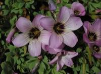 Oxalis Laciniata Flower Seeds for Planting – Premium Quality, Heirloom, Non-GMO & Organic Garden Seeds