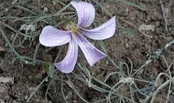 Oxalis Laciniata Flower Seeds for Planting – Premium Quality, Heirloom, Non-GMO & Organic Garden Seeds