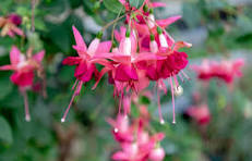 Multi-Colored Fuchsia Hybrida Flower Seeds – Seasonal Bloomer, Heirloom, Non-GMO & High Germination Organic Garden Seeds