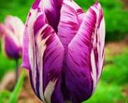 Brown Tulip Flower Seeds – Bright Blooms, Heirloom, Non-GMO & High Germination Organic Garden Seeds