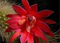 Winteria Colademononis Red Flower Seeds for Planting – Heirloom, Non-GMO, High Germination Organic Garden Seeds