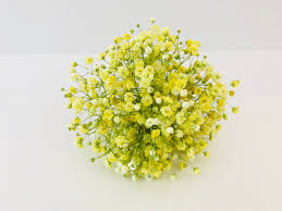 Gypsophila Yellow Flower Seeds for Planting – Heirloom, Non-GMO, High Germination Organic Garden Seeds (100pcs)