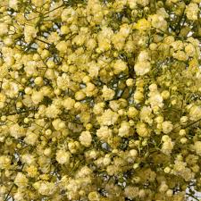 Gypsophila Yellow Flower Seeds for Planting – Heirloom, Non-GMO, High Germination Organic Garden Seeds (100pcs)