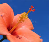 Light Orange Hibiscus Flower Seeds – Colorful Display, Heirloom, Non-GMO & High Germination Organic Garden Seeds