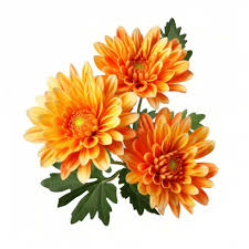 Chrysanthemum Orange White Flower Seeds for Planting – Heirloom, Non-GMO, High Germination Organic Garden Seeds (100pcs)