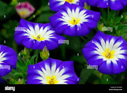 Mixed Convolvulus Flower Seeds for Planting – Heirloom, Non-GMO, High Germination Organic Garden Seeds (100pcs)