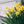 Yellow Primula Malacoides Flower Seeds – Low Maintenance, Heirloom, Non-GMO & High Germination Organic Garden Seeds