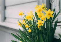 Yellow Primula Malacoides Flower Seeds – Low Maintenance, Heirloom, Non-GMO & High Germination Organic Garden Seeds