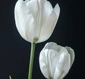 White Tulip Flower Seeds – Cottage Garden Essential, Heirloom, Non-GMO & High Germination Organic Garden Seeds