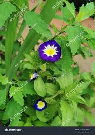 Mixed Convolvulus Flower Seeds for Planting – Heirloom, Non-GMO, High Germination Organic Garden Seeds (100pcs)
