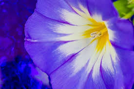 Mixed Convolvulus Flower Seeds for Planting – Heirloom, Non-GMO, High Germination Organic Garden Seeds (100pcs)
