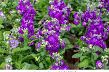 Green Matthiola Incana Flower Seeds – Premium Quality, Heirloom, Non-GMO & High Germination Organic Garden Seeds