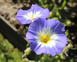 Mixed Convolvulus Flower Seeds for Planting – Heirloom, Non-GMO, High Germination Organic Garden Seeds (100pcs)