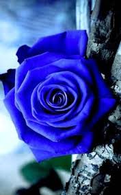 Blue Rose Flower Seeds – Garden Favorite, Heirloom, Non-GMO & High Germination Organic Garden Seeds