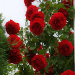 Rose Mixed Color Flower Seeds for Planting – Heirloom, Non-GMO, High Germination Organic Garden Seeds