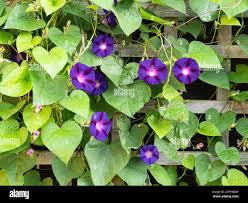 Mixed Convolvulus Flower Seeds for Planting – Heirloom, Non-GMO, High Germination Organic Garden Seeds (100pcs)