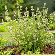 Lemon Catnip flower seeds for planting - Heirloom & Non-GMO Garden Seeds