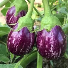 Violet Brinjal flower seeds for planting - Heirloom & Non-GMO Garden Seeds