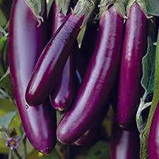 Violet Brinjal flower seeds for planting - Heirloom & Non-GMO Garden Seeds