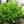 Asparagus Meyeri flower seeds for planting - Heirloom & Non-GMO Garden Seeds