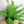 Asparagus Meyeri flower seeds for planting - Heirloom & Non-GMO Garden Seeds
