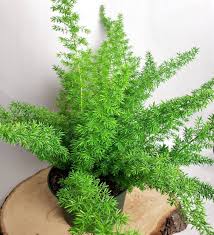 Asparagus Meyeri flower seeds for planting - Heirloom & Non-GMO Garden Seeds