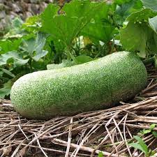 Green Wax Gourd flower seeds for planting - Heirloom & Non-GMO Garden Seeds