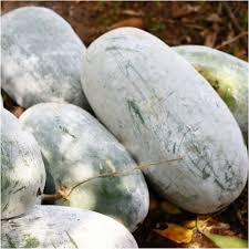 Green Wax Gourd flower seeds for planting - Heirloom & Non-GMO Garden Seeds