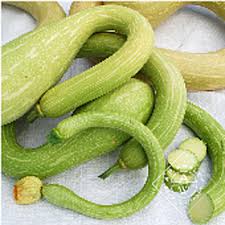 Green Trombocino flower seeds for planting - Heirloom & Non-GMO Garden Seeds
